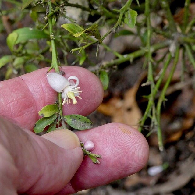 Finger Lime