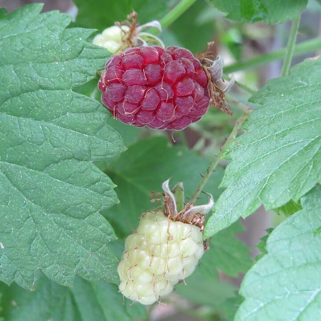 Red Raspberry