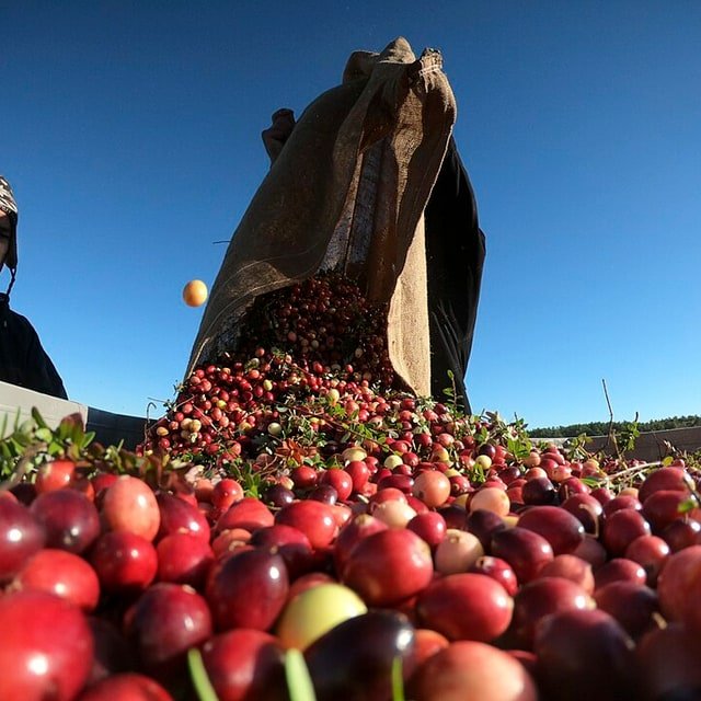 Fresh Cranberry