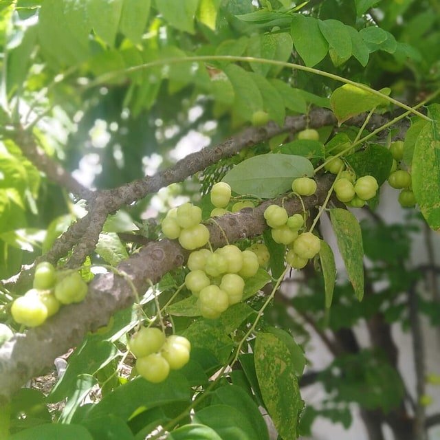 Green Gooseberry