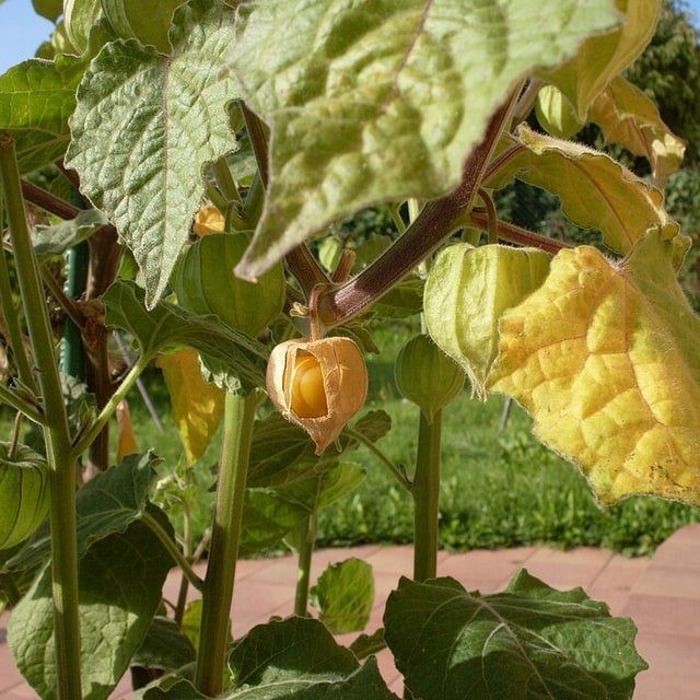 Cape Gooseberry