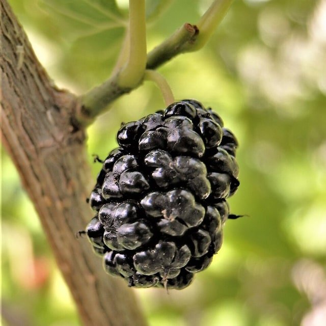 Black Mulberry