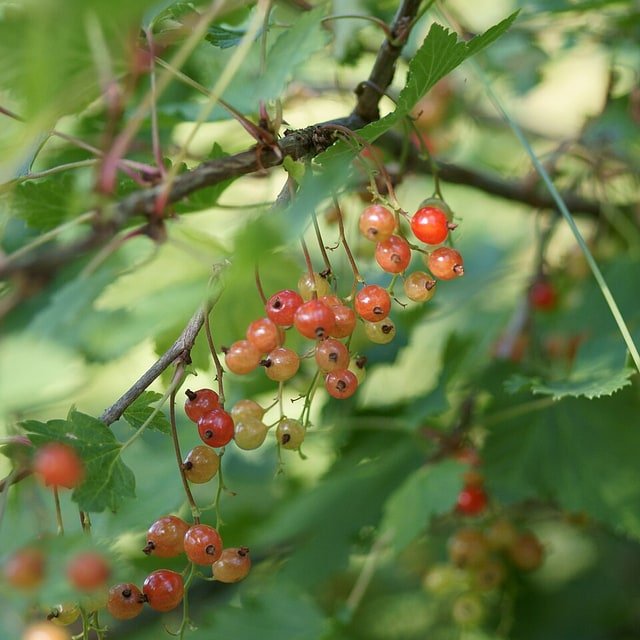 Red Currant