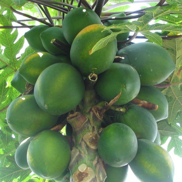 Honey Papaya