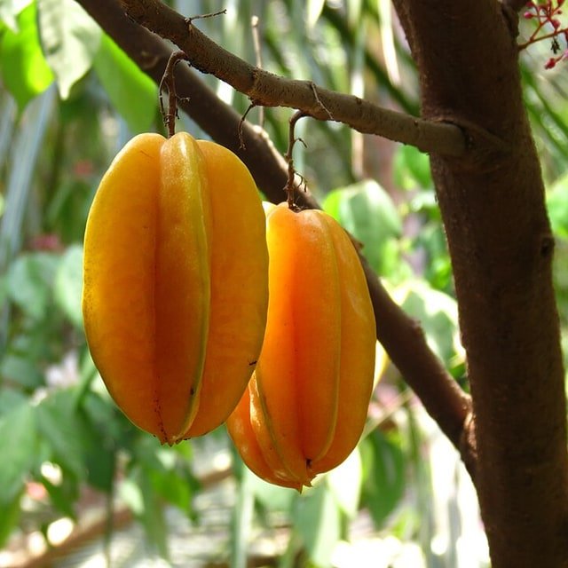 Golden Starfruit