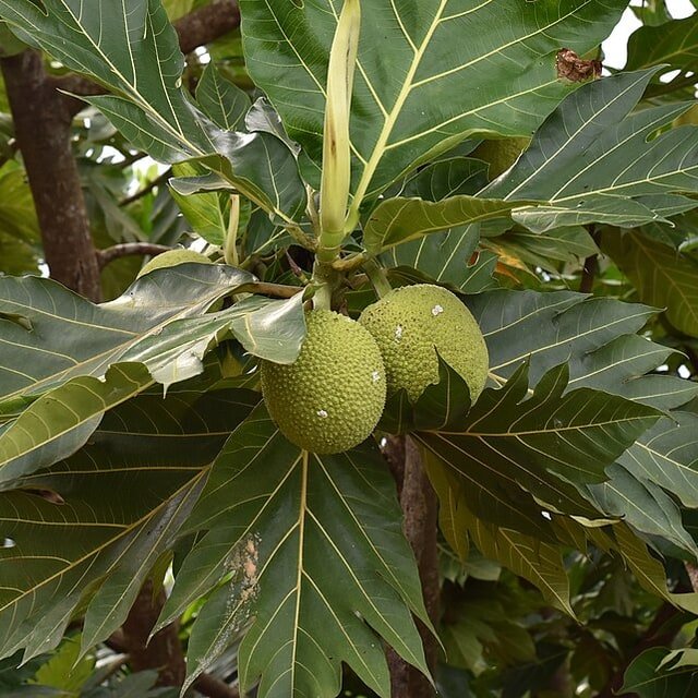Mature Breadfruit