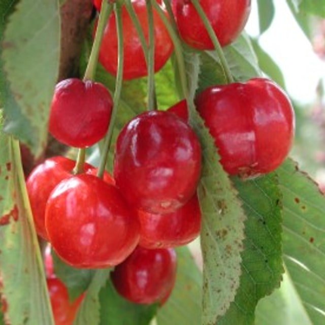 Tart Cherry