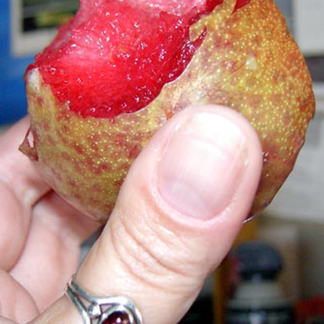 Dinosaur Pluot