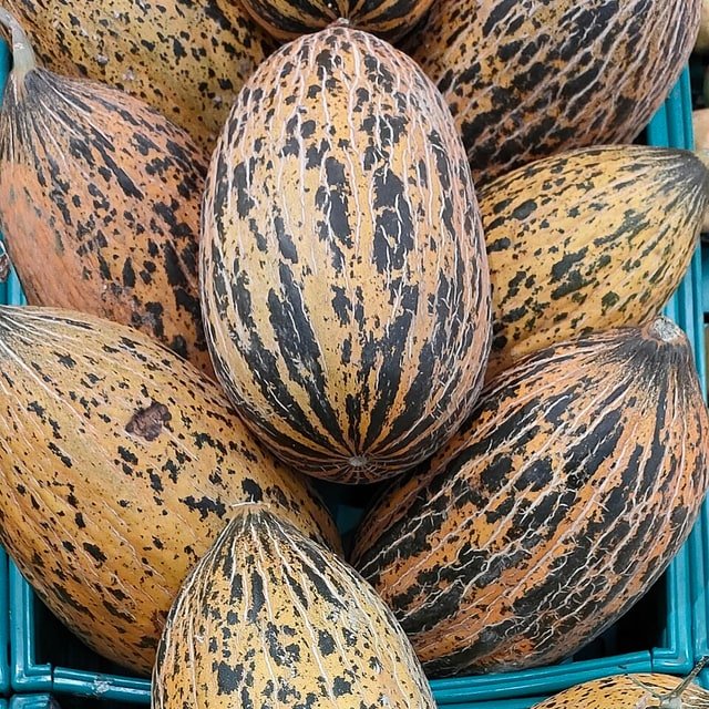 Santa Claus Melon