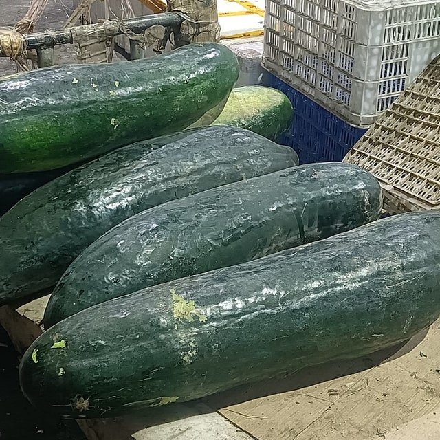 Winter Melon Slice