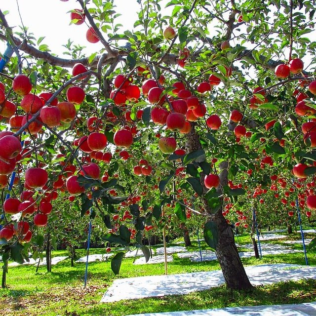 Apple Pear Row
