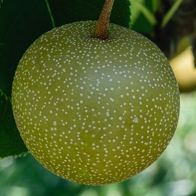 Nashi Asian Pear
