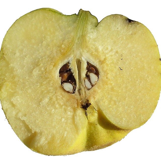 Golden Quince