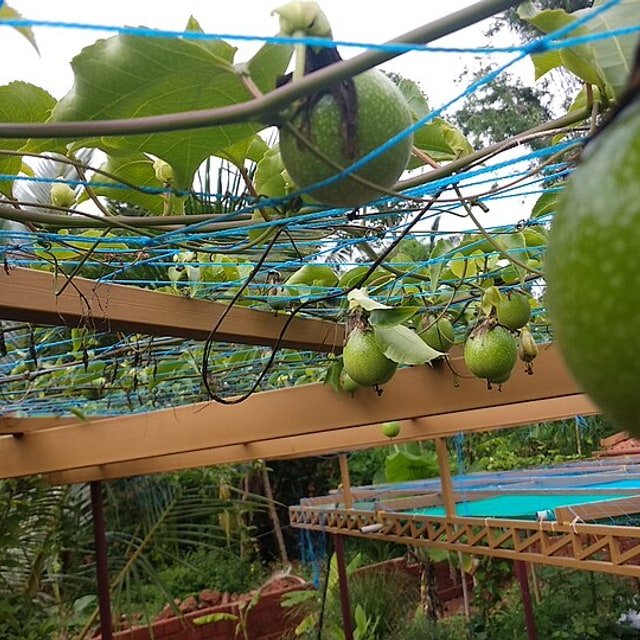 Gold Passionfruit