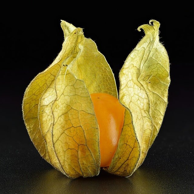 Golden Physalis